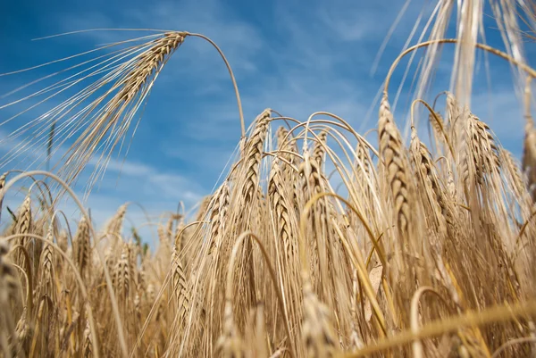 Wheat — Stock Photo, Image