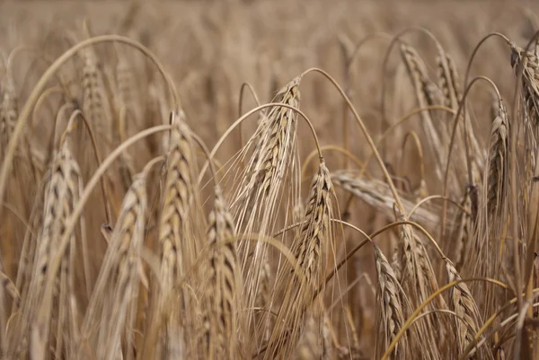 Wheat — Stock Photo, Image