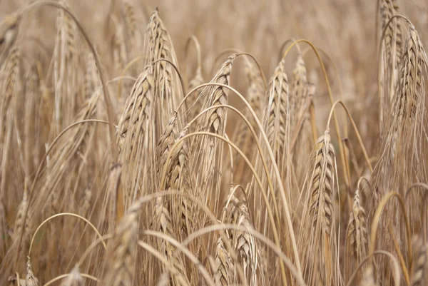 Wheat — Stock Photo, Image