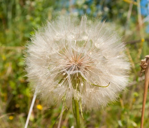 Maskros — Stockfoto