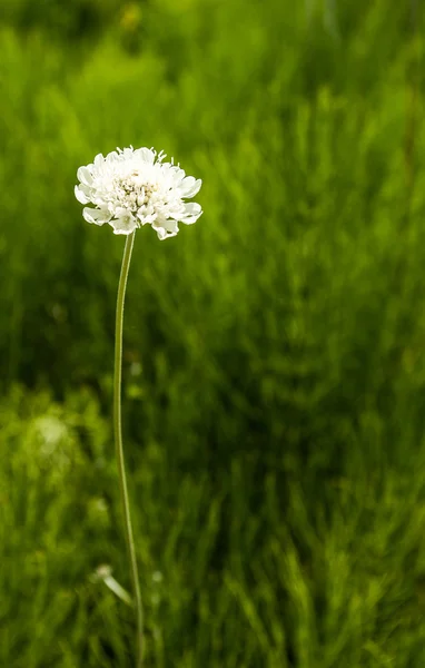 White little flower — Stock Photo, Image