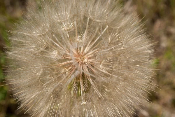 Maskros — Stockfoto