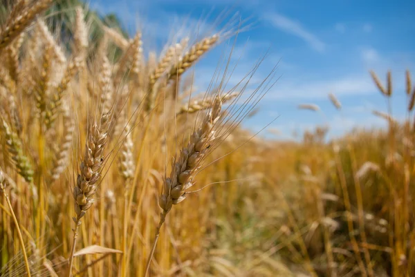 Wheat — Stock Photo, Image