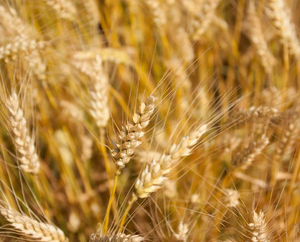 Wheat — Stock Photo, Image