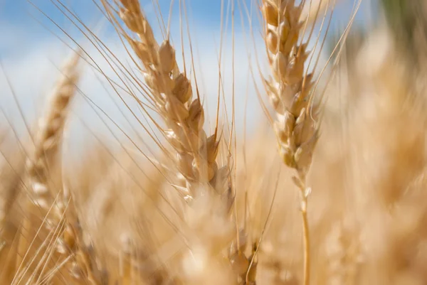 Wheat — Stock Photo, Image