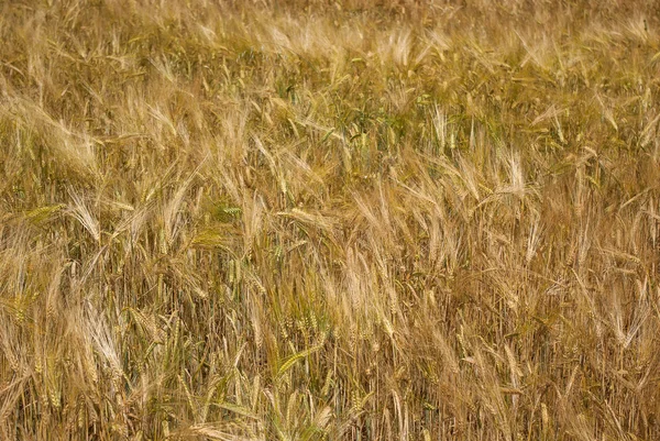 Wheat — Stock Photo, Image