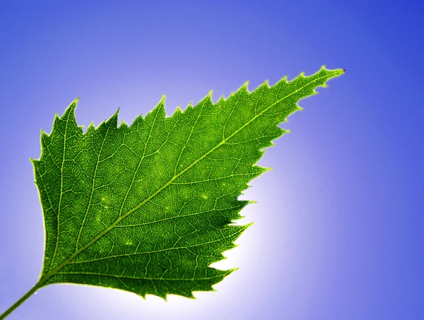 Hoja verde — Foto de Stock