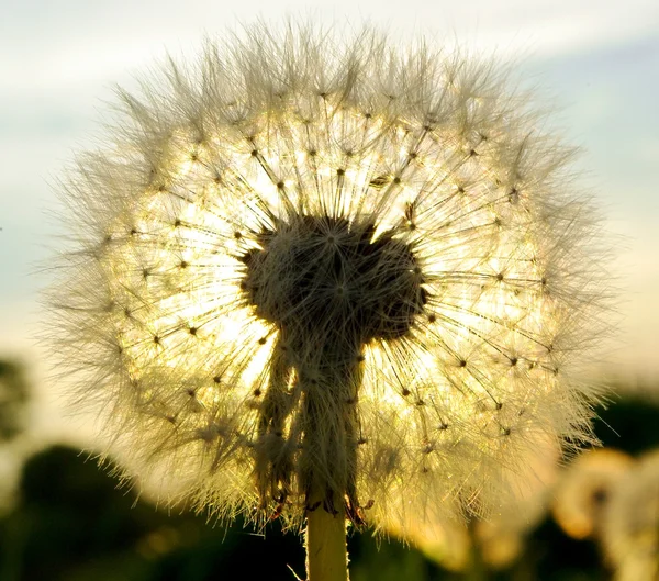 Diente de león —  Fotos de Stock