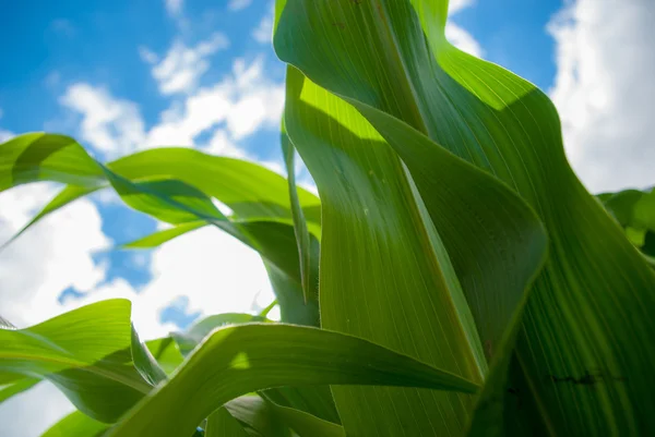 Corn leafs — Stock Photo, Image