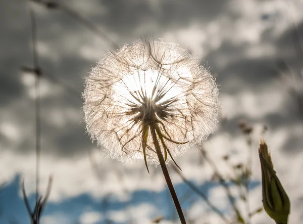 Maskros — Stockfoto