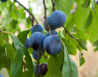 ağaç üzerinde Erik