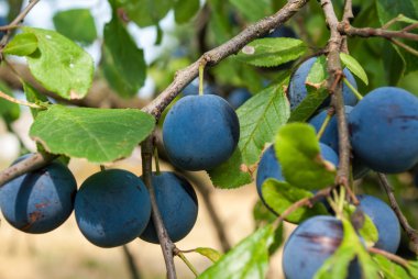 ağaç üzerinde Erik