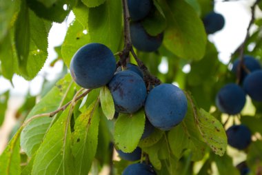 ağaç üzerinde Erik