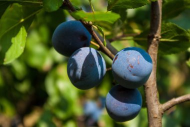 ağaç üzerinde Erik