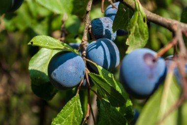 ağaç üzerinde Erik