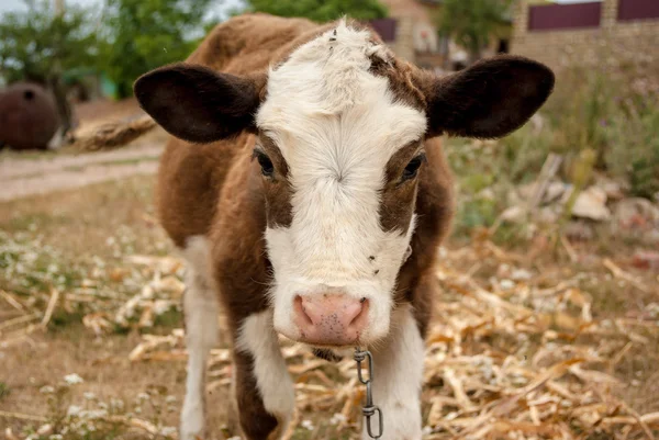 Calf — Stock Photo, Image