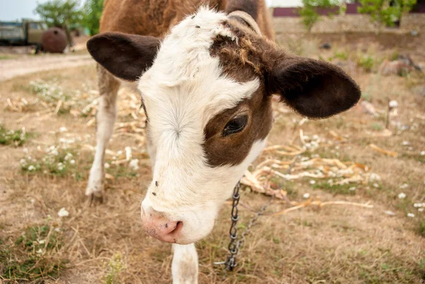 Calf — Stock Photo, Image