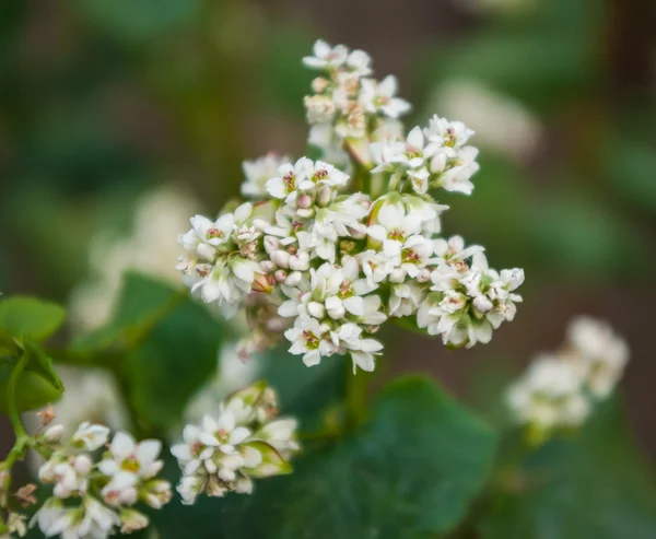 Frumento saraceno — Foto Stock