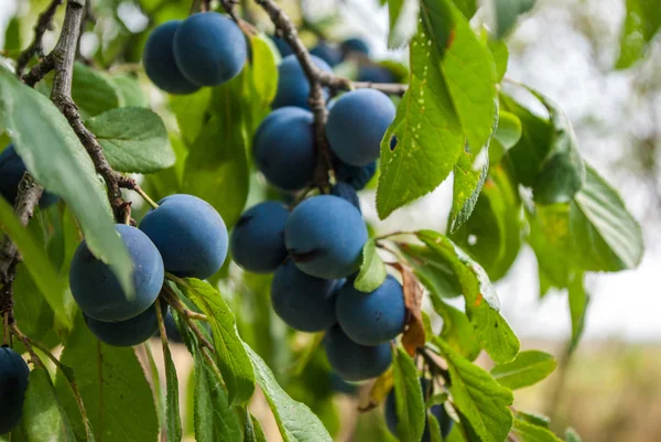 Plums — Stock Photo, Image