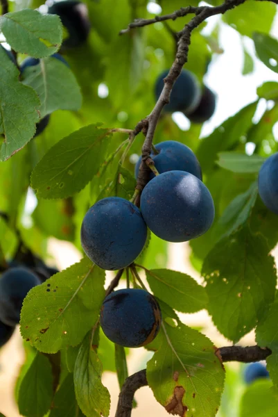 Pruimen op boom — Stockfoto