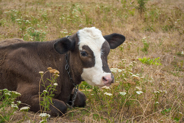 Calf on summer field in grass