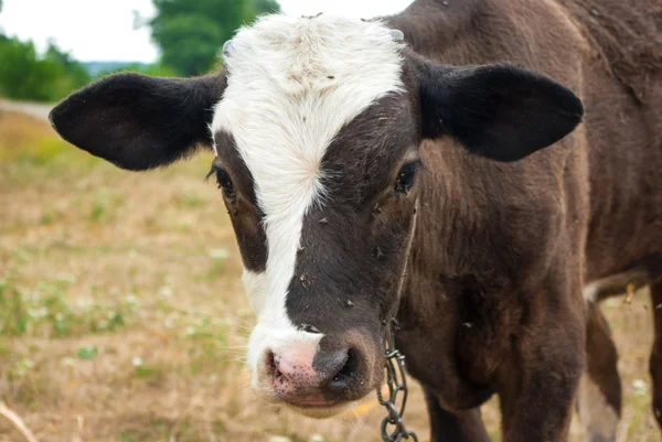 Calf — Stock Photo, Image