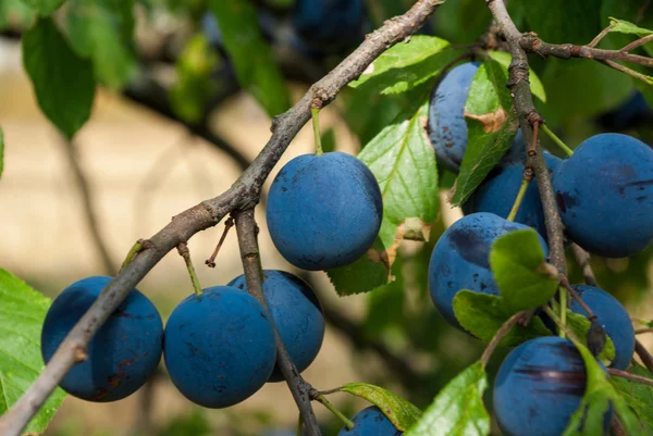 Plums — Stock Photo, Image