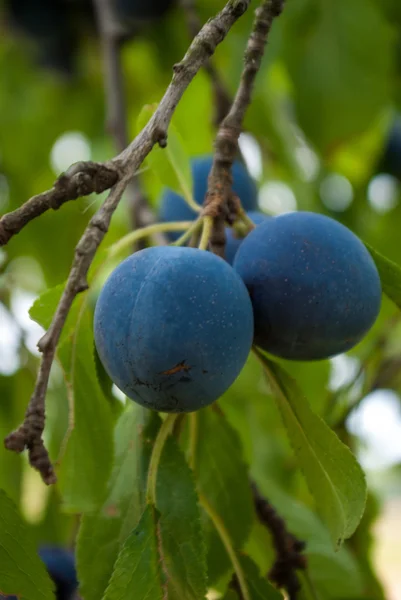 Plums on tree — Stock Photo, Image