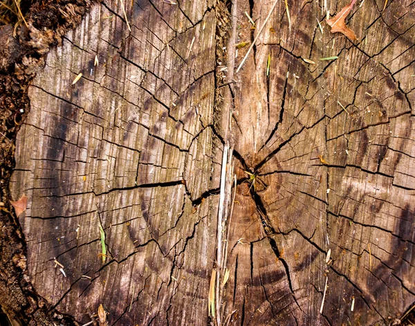 Hout gesneden — Stockfoto