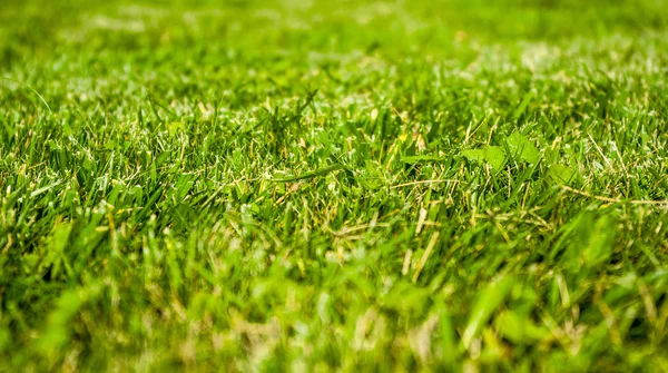 Green grass Stock Picture