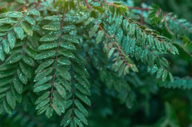 Raindrops shining like diamonds on bright green leaves of Robinia pseudoacacia. Leafy rain content, natural landscape after rain. Selective focus.
