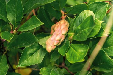 Magnolia fruit. Close-up of magnolia pod with light pink seeds surrounded by green leaves. Detailed botanical image taken in natural environment.