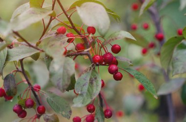 Kırmızı küçük elmalar. Seçmeli odaklanma. Sonbaharda yeşil yapraklı dalda asılı parlak kırmızı yaban elmaları. Vahşi meyveler.