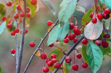 Red wild small apples with water drops after rain. Bbright red wild apples hanging on branch with green leaves in autumn. Wild fruit.