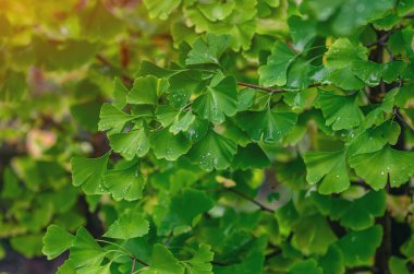 Branches of sunny light green Ginkgo biloba tree with raindrops. Healing tree. Tea for depression and improving cerebral circulation with Ginkgo biloba. Selective focus.