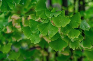 Branches of bright light green Ginkgo biloba tree with raindrops. Healing tree. Tea for depression and improving cerebral circulation with Ginkgo biloba. Selective focus.