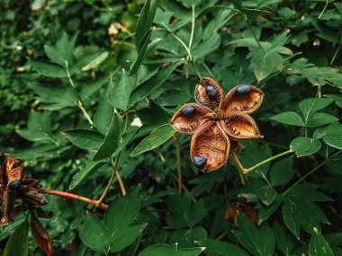 Yeşil yaprakların arka planına karşı yıldız şeklinde kızılcık çiçekleri ve kuru şakayık tohumları. Çekirdekli şakayık çalısı sonbahar manzarası. Bahçecilik, çiçekçilik..