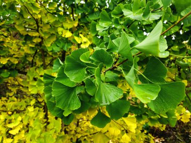 Sarı ginkgo biloba yapraklarına karşı yeşil yapraklar. Ginkgo ağacı sonbaharda sarıya döner. Sonbaharda yağmurdan sonra ıslak yapraklar. Sonbaharın sarı yeşil renkleri.