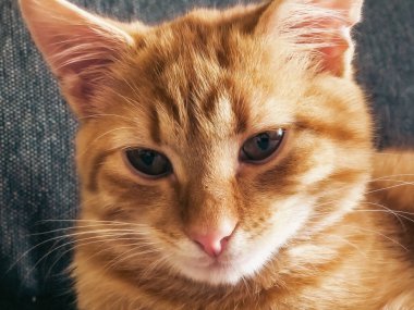 Gri üzerine izole edilmiş, yana bakan kızıl kedinin portresi. Büyük gözler, pembe burun, olumlu bakış. Tüylü kızıl arkadaş. Sevimli hayvan. Evcil hayvan ürünlerinin reklamı.