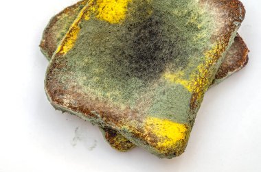 Beyaz arka planda büyüyen küflü mantarlı iki dilim bayat çavdar ekmeği. Bozuk ekmek ve renkli küf. Küflü kare ekmek yüzeyi. Üst görünüm.