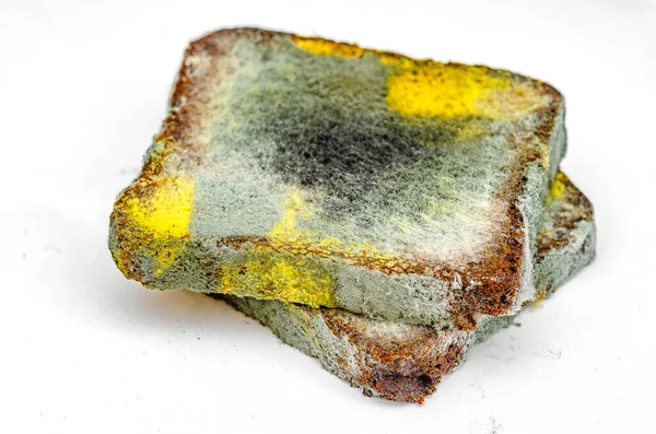 Beyaz arka planda büyüyen küflü mantarlı iki dilim bayat çavdar ekmeği. Bozuk ekmek ve renkli küf. Küflü kare ekmek yüzeyi. Yan görünüm.