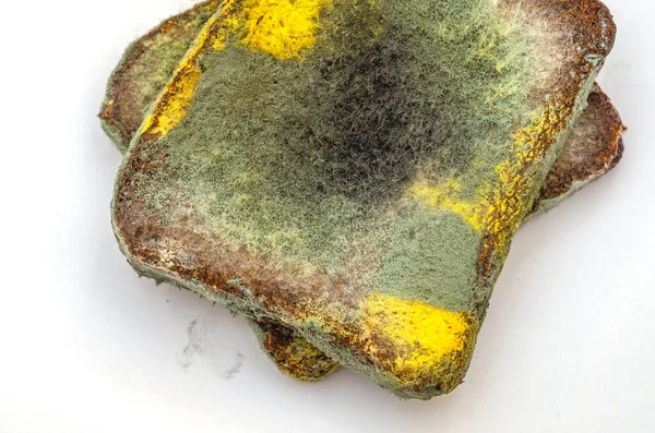 Beyaz arka planda büyüyen küflü mantarlı iki dilim bayat çavdar ekmeği. Bozuk ekmek ve renkli küf. Küflü kare ekmek yüzeyi. Üst görünüm.