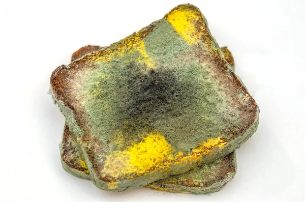 Beyaz arka planda büyüyen küflü mantarlı iki dilim bayat çavdar ekmeği. Bozuk ekmek ve renkli küf. Küflü kare ekmek yüzeyi. Üst görünüm.