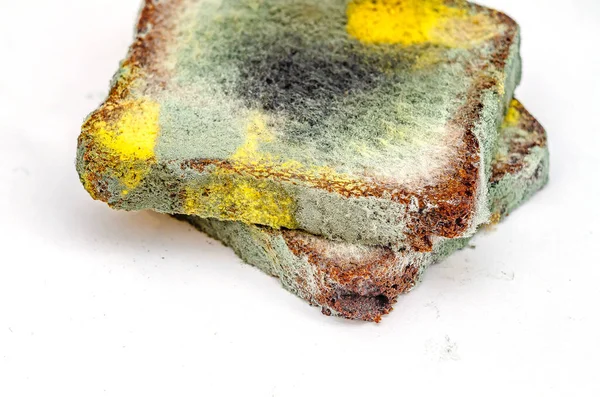 Beyaz arka planda büyüyen küflü mantarlı iki dilim bayat çavdar ekmeği. Bozuk ekmek ve renkli küf. Küflü kare ekmek yüzeyi. Yan görünüm.