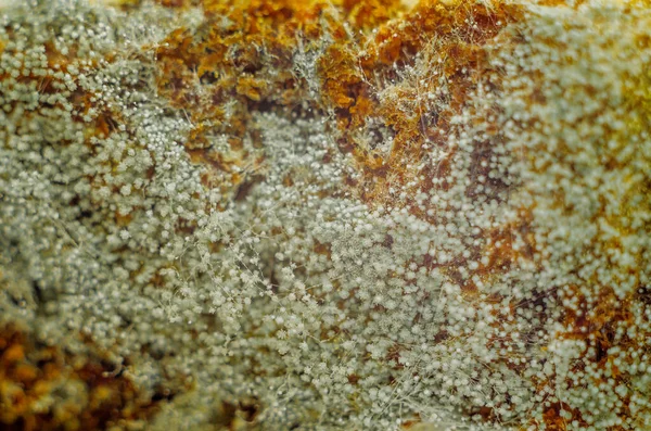 Ekmeğin üstünde mantar resmi var. Arka plan ya da doku olarak kabarık renkli küf sporları. Küf mantarı. Bozuk bayat ekmek.