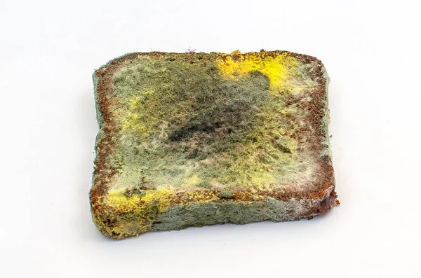 Beyaz arka planda büyüyen küflü mantarlı bayat çavdar ekmeği dilimi. Bozuk ekmek ve renkli küf. Küflü kare ekmek yüzeyi. Üst görünüm.