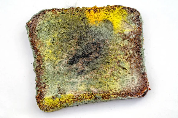 Beyaz arka planda büyüyen küflü mantarlı bayat çavdar ekmeği dilimi. Bozuk ekmek ve renkli küf. Küflü kare ekmek yüzeyi. Üst görünüm.