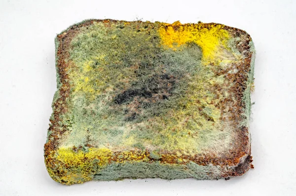 Beyaz arka planda büyüyen küflü mantarlı bayat çavdar ekmeği dilimi. Bozuk ekmek ve renkli küf. Küflü kare ekmek yüzeyi. Üst görünüm.