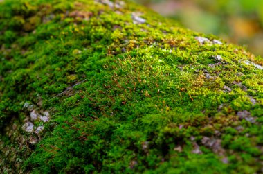 Islak ağaç kabuğunda yetişen yeşil yosun. Doku ve zengin renk, sonbaharda ormanda yetişen yosunların güzelliğini gözler önüne seriyor. Sakin yosun ekran koruyucu. Makro fotoğraf.