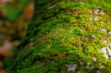 Islak ağaç kabuğunda yetişen yeşil yosun. Doku ve zengin renk, sonbaharda ormanda yetişen yosunların güzelliğini gözler önüne seriyor. Sakin yosun ekran koruyucu. Makro fotoğraf.